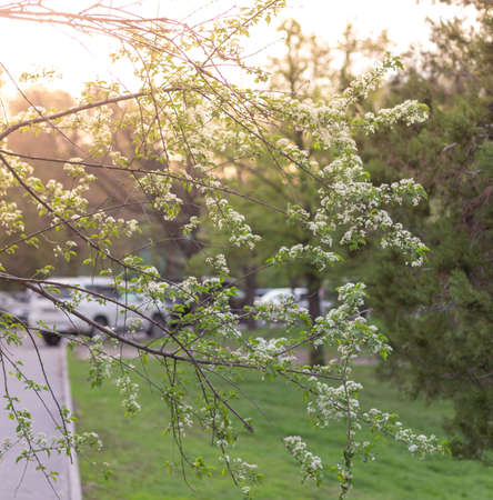 spring flowering tree