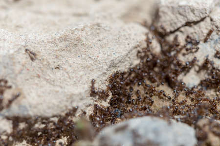 ants run to the anthillの写真素材