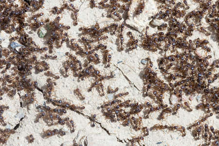 ants run to the anthillの写真素材