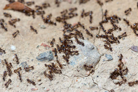 ants run to the anthillの写真素材