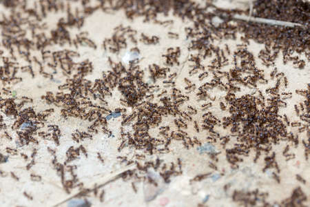 ants run to the anthillの写真素材