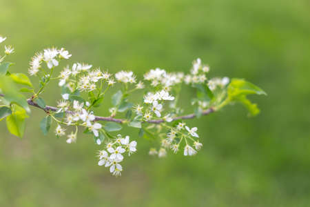 spring flowering treeの写真素材