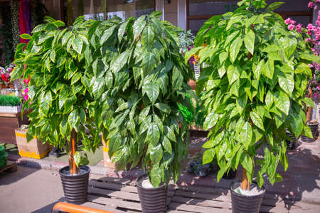 artificial trees with large green leaves in a potの写真素材