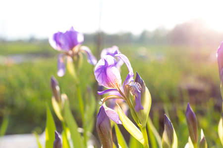 Beautiful flower iris "Wine and Lilac" in the yardの写真素材