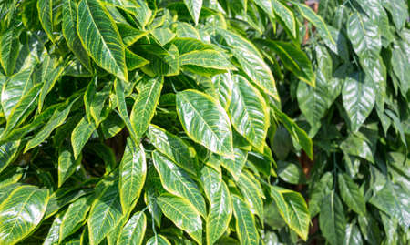 green background, artificial green leavesの写真素材