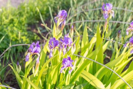 Beautiful flower iris Wine and Lilac in the yard