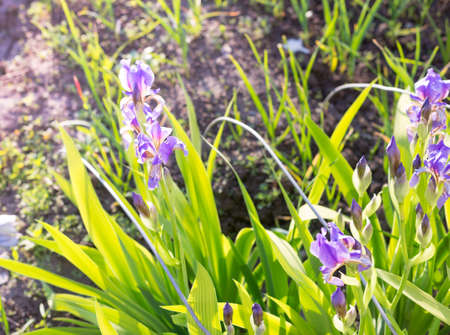 Beautiful flower iris "Wine and Lilac" in the yardの写真素材