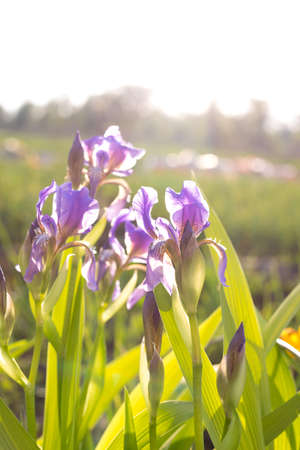 Beautiful flower iris "Wine and Lilac" in the yardの写真素材