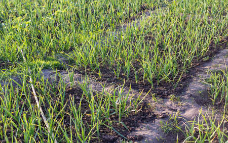 organically cultivated garlic plantation in the vegetable garden
