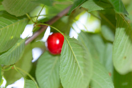 cluster of ripe cherries on cherry treeの写真素材