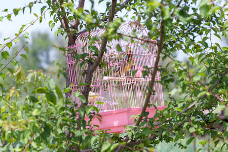 canary in a cage hanging on a tree in nature