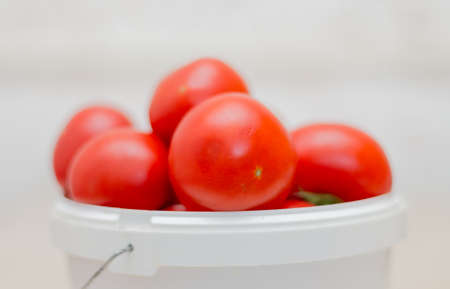 on the table fresh tomatoes from the garden on a white bucketの写真素材