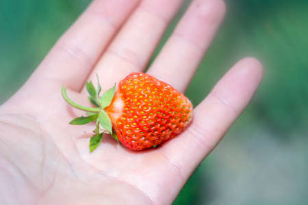 man hand holding a handful of freshly picked strawberries on a field to harvest strawberries on a farm, leaves and two flowers in the backgroundの写真素材