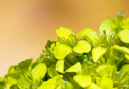green wild flowers on brown wooden background
