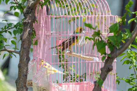 canary in a cage hanging on a tree in natureの写真素材