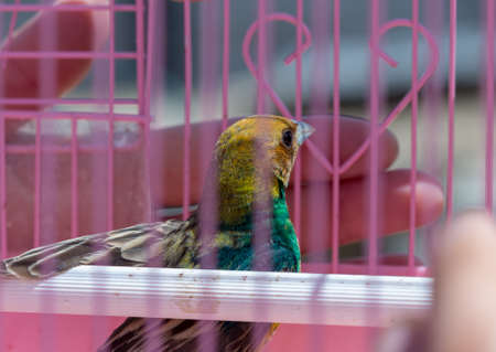 little bird in a cage hanging on a tree in natureの写真素材
