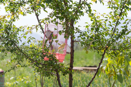canary in a cage hanging on a tree in natureの写真素材