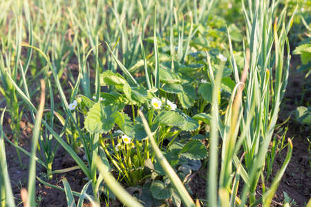 garlic plantation, growing strawberries with garlic in the gardenの写真素材