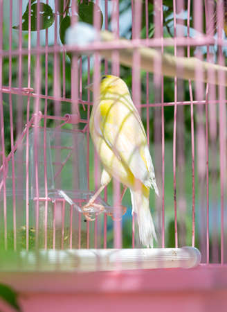canary in a cage hanging on a tree in nature