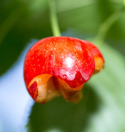 bunches of ripe cherries hang on a cherry tree, half of the cherries eat birdsの写真素材