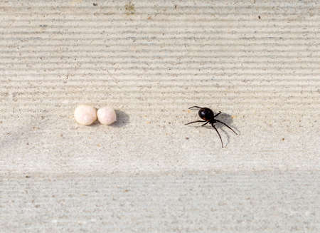 Spider and cocoons on the asbestos background. The female spider guards its egg sacs. Spider mother...