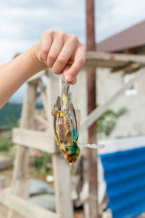 Dead bird sparrow on male handの写真素材