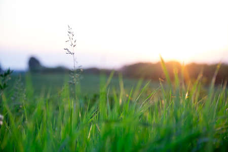 Grass field landscape at sunrise. Nature background