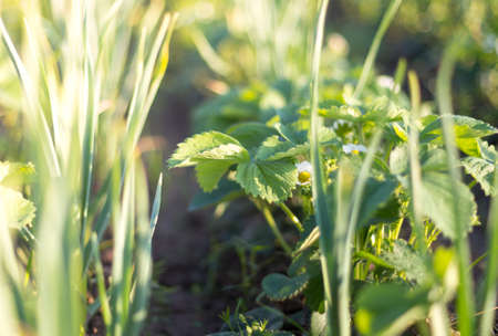 garlic plantation, growing strawberries with garlic in the gardenの写真素材