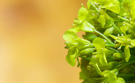 green wild flowers on brown wooden backgroundの写真素材