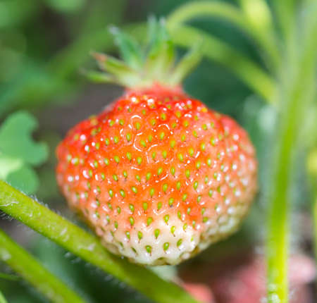 strawberries, fresh, tasty and natural from the grandfather's gardenの写真素材