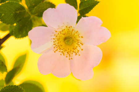 flowers of wild rose on a yellow backgroundの写真素材
