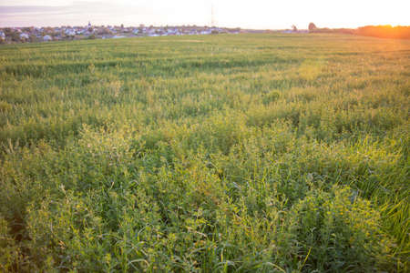 Grass field landscape at sunrise. Nature backgroundの写真素材