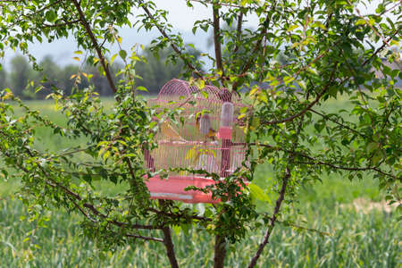 canary in a cage hanging on a tree in natureの写真素材
