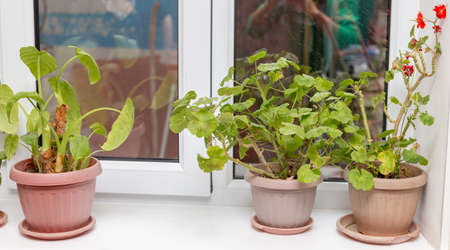 flowers in a pot on the windowsillの写真素材