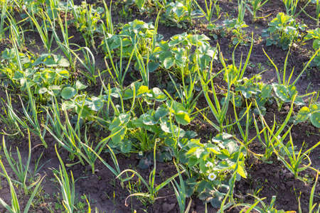 garlic plantation, growing strawberries with garlic in the gardenの写真素材