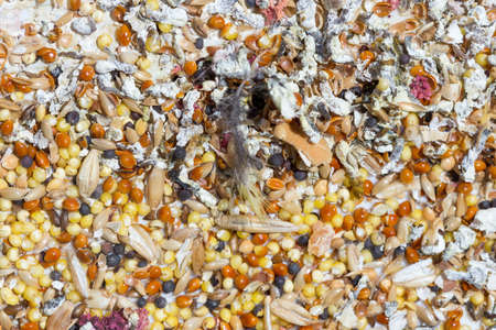 grain background parrot food bird foodの写真素材