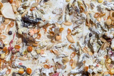 grain background parrot food bird foodの写真素材