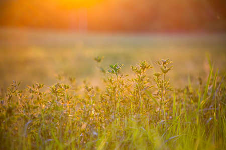 Grass field landscape at sunrise. Nature backgroundの写真素材