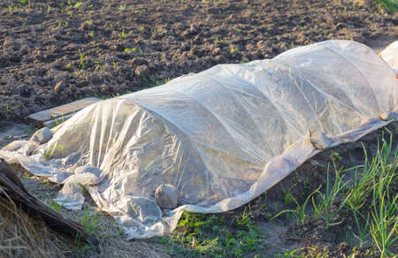 A small greenhouse in the yard of a small farmerの写真素材