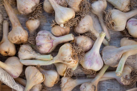 drying garlic in a cool dry placeの写真素材
