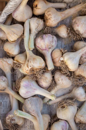 drying garlic in a cool dry placeの写真素材