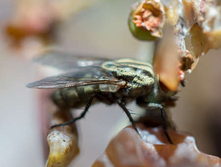 Macro of a fly eating white grape fruit. wonderful, tasty and nutritious food for a gluttonous pest...