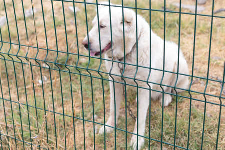 white stray dog behind barsの写真素材