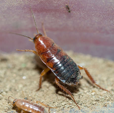 many dying cockroaches are trapped