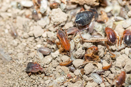 many dying cockroaches are trappedの写真素材
