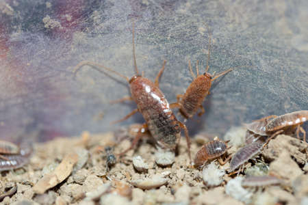 many dying cockroaches are trappedの写真素材