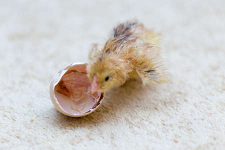 The chicks were hatched from an egg