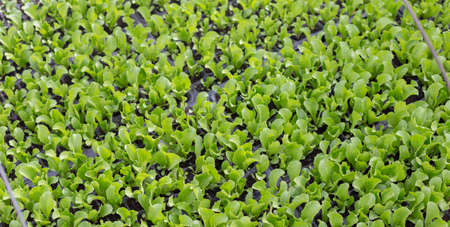 Growing seedlings of young cabbage in a greenhouseの写真素材