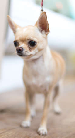 cute, beautiful, brown chihuahua dogの写真素材