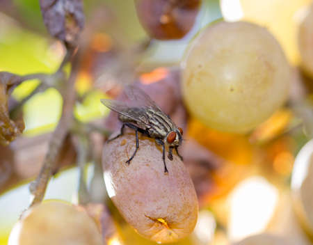 Macro of a fly eating white grape fruit. wonderful, tasty and nutritious food for a gluttonous pest insectの写真素材